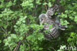 Ural Owl (Strix uralensis)