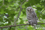 Ural Owl (Strix uralensis)