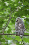 Ural Owl (Strix uralensis)