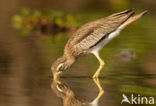 Senegal Thick-knee (Burhinus senegalensis)