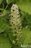 Oosterse karmozijnbes (Phytolacca esculenta)
