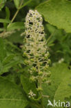 Phytolacca esculenta