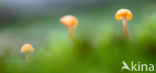 Oranjegeel trechtertje (Rickenella fibula)