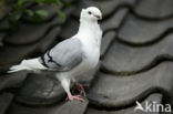 Oud Hollandse Meeuwduif (Columba spec.)