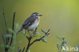 Whinchat (Saxicola rubetra)