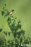 Paapje (Saxicola rubetra)