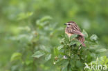 Whinchat (Saxicola rubetra)