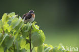 Whinchat (Saxicola rubetra)