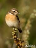 Paapje (Saxicola rubetra)