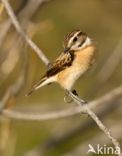 Whinchat (Saxicola rubetra)