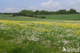 Paardenbloem (Taraxacum spec.)