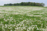 Dandelion (Taraxacum spec.)