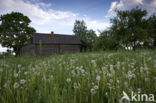 Paardenbloem (Taraxacum spec.)