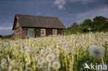 Dandelion (Taraxacum spec.)