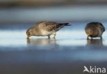 Paarse Strandloper (Calidris maritima)