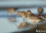 Purple Sandpiper (Calidris maritima)