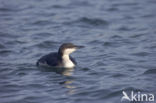 Arctic Loon