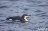 Arctic Loon