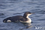 Arctic Loon