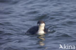 Arctic Loon