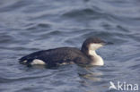 Arctic Loon