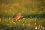 Grey Partridge (Perdix perdix)