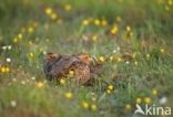 Grey Partridge (Perdix perdix)