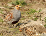 Grey Partridge (Perdix perdix)