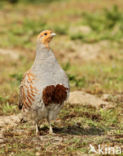 Grey Partridge (Perdix perdix)