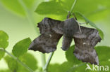 Poplar Hawk-moth (Laothoe populi)