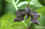 Poplar Hawk-moth (Laothoe populi)