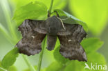 Poplar Hawk-moth (Laothoe populi)