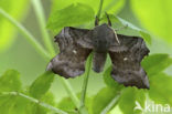 Poplar Hawk-moth (Laothoe populi)