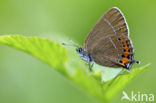 Black Hairstreak (Satyrium pruni)