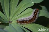 Rhyparia purpurata