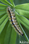 Rhyparia purpurata