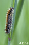 Rhyparia purpurata