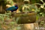 purperglansspreeuw (Lamprotornis purpureus)