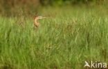 Purperreiger (Ardea purpurea)