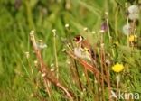 European Goldfinch (Carduelis carduelis)