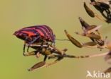 black and red striped bug (Graphosoma lineatum