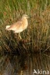 Squacco Heron (Ardeola ralloides)