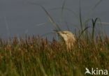 Squacco Heron (Ardeola ralloides)