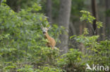 Roe Deer (Capreolus capreolus)