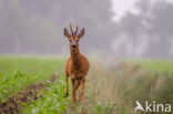 Ree (Capreolus capreolus)