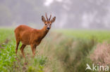 Ree (Capreolus capreolus)