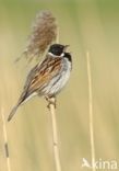 Reed Bunting (Emberiza schoeniclus)
