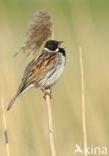 Rietgors (Emberiza schoeniclus)