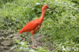 Rode Ibis (Eudocimus ruber)