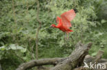 Rode Ibis (Eudocimus ruber)